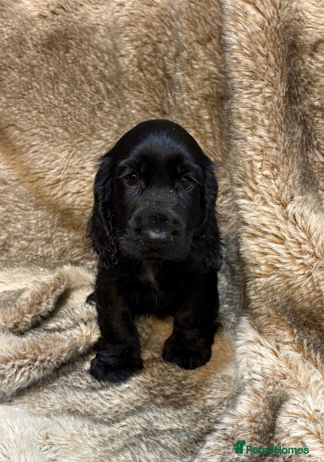 Cocker Spaniel dogs for sale: Beautiful Cocker Spaniel Litter - Image 16
