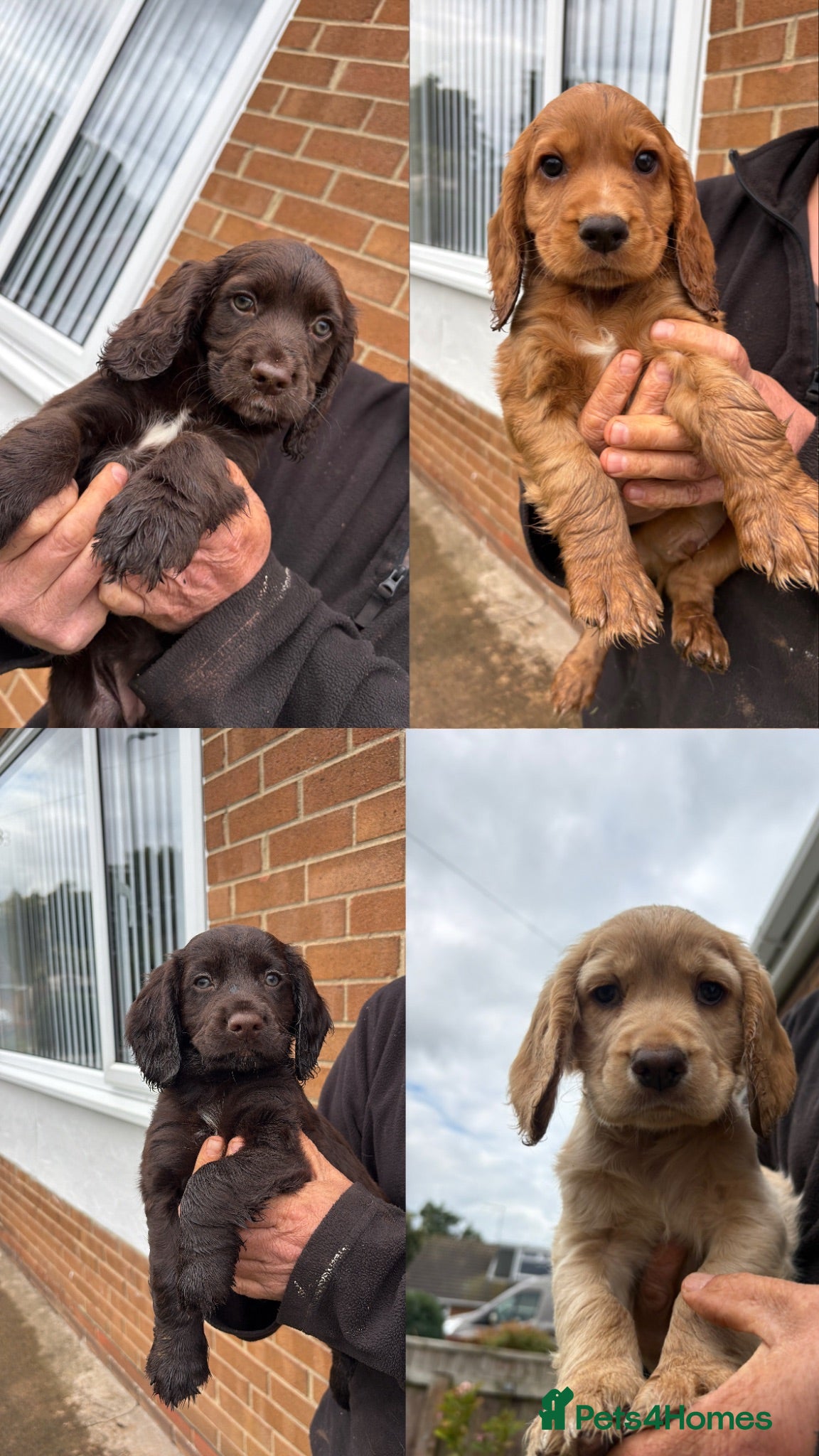 Cocker Spaniel dogs Kc registered working cocker spaniels - Advert 10