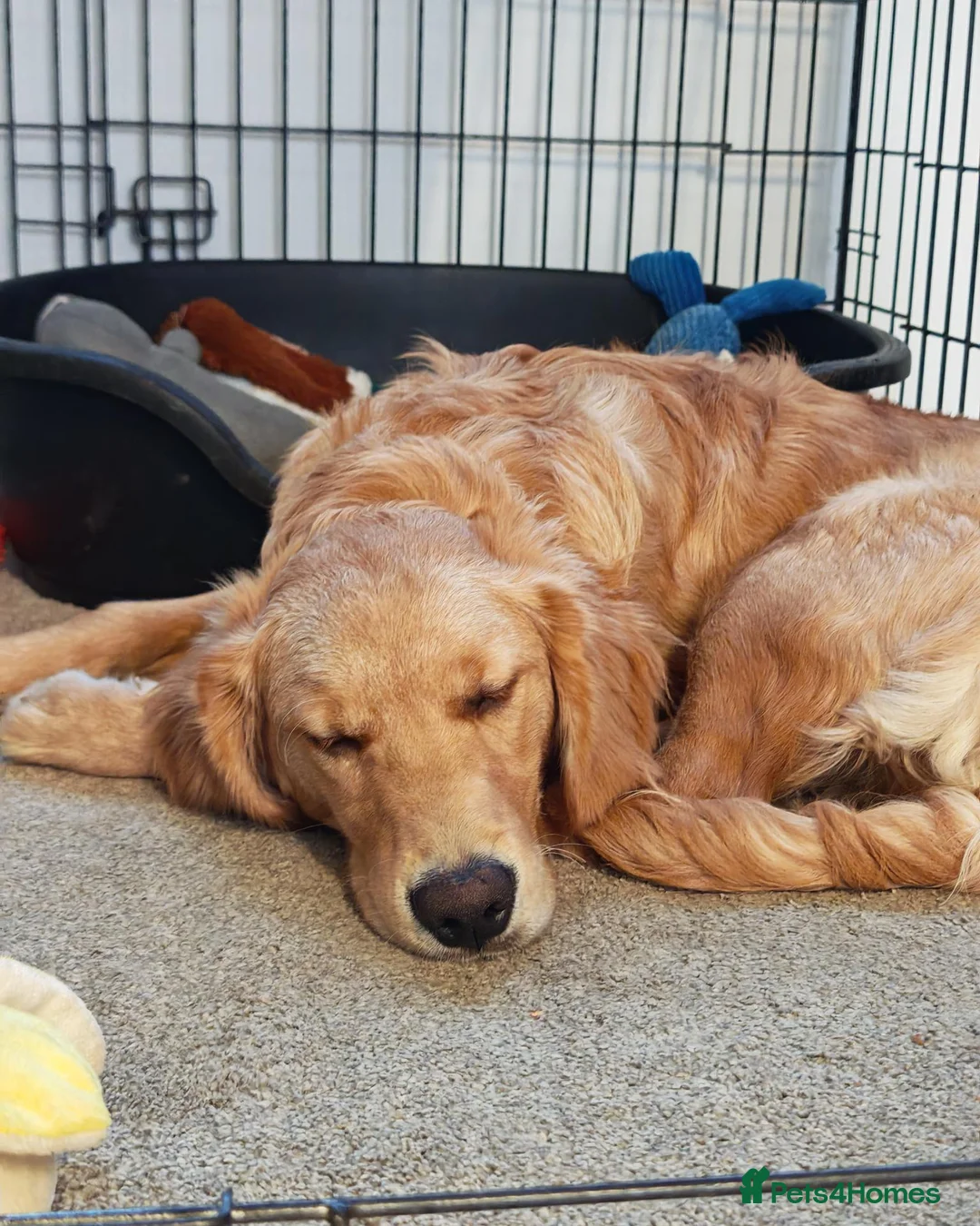 Golden Retriever dogs for sale: Gorgeous KC Reg Golden Retriever Boy in Bude - Advert 15