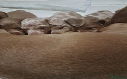 Miniature Dachshund dogs for sale: Dachshund Puppy – Ready for a 5-Star Home 🐾 - Image 3