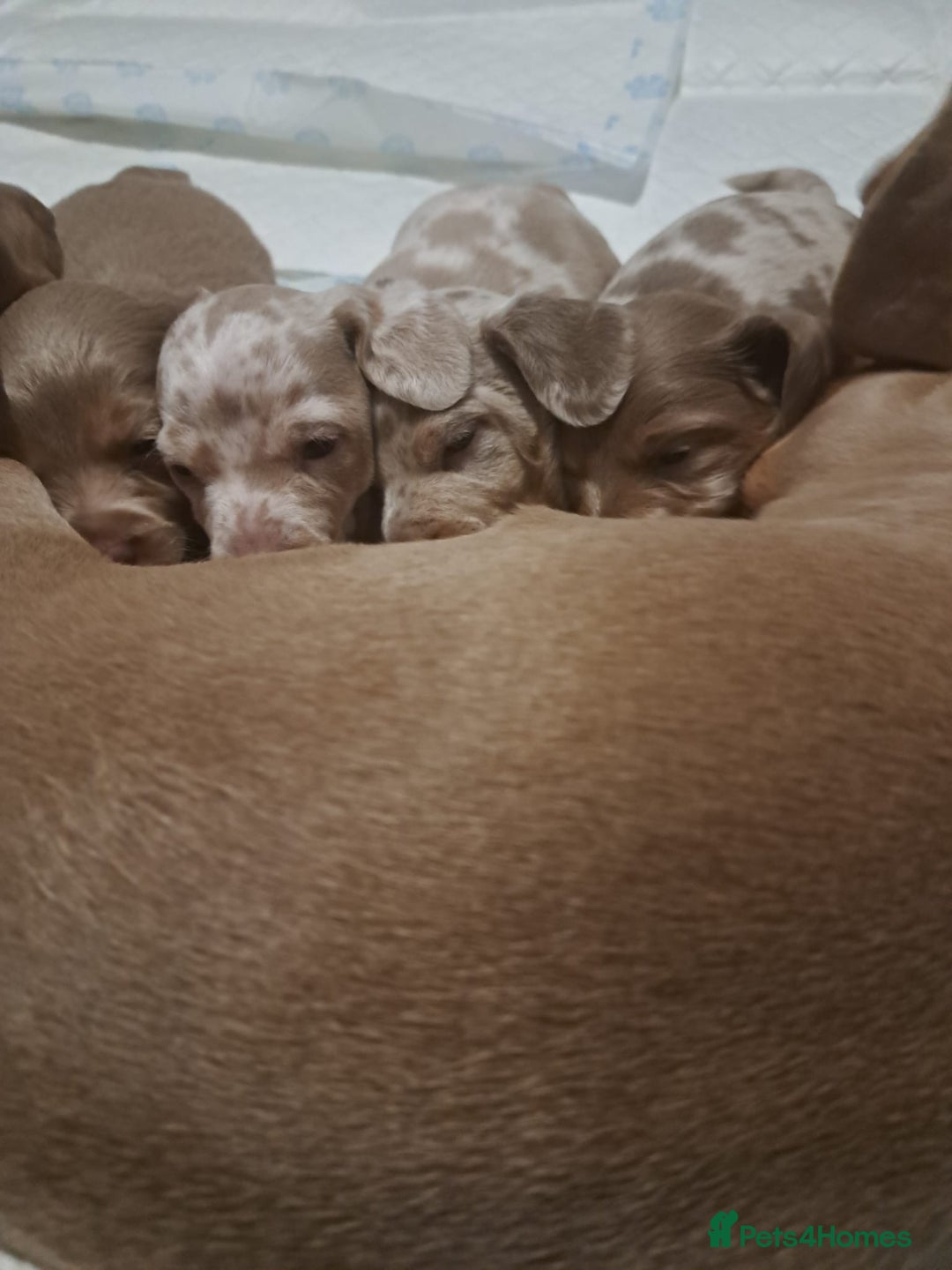 Miniature Dachshund dogs for sale: Dachshund Puppy – Ready for a 5-Star Home 🐾 - Image 3