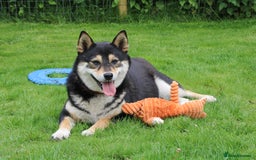 Japanese Shiba Inu dogs for sale: 	“Shiba Inu Puppies – Champion Pedigree, DNA Clear - Image 26