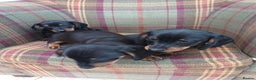 Miniature Dachshund dogs for sale: Black and Tan Miniature Dachshund Puppies 3 Boys - Advert 28