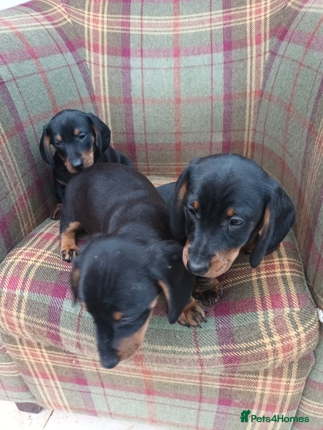 Miniature Dachshund dogs for sale: Black and Tan Miniature Dachshund Puppies 3 Boys - Advert 28