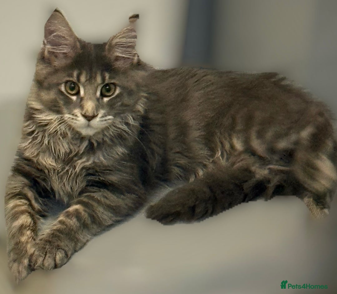 Maine Coon cats for sale: GCCF Registered ACTIVE Blue Maine Coon  - Image 3