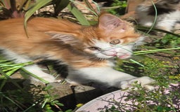 Maine Coon cats for sale: Maine coon kittins  for sale - Image 7