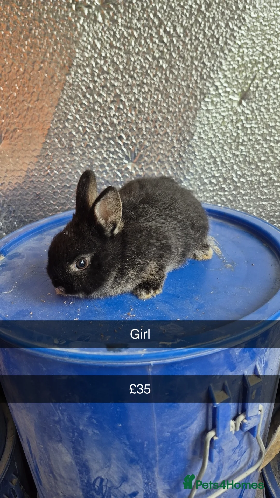 Lionhead rabbits for sale: Lionhead Baby Rabbits 8 weeks (Friendly) - Advert 2