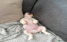 French Bulldog dogs for sale: French bulldog pup - Advert 4