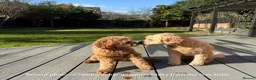 Cavapoo dogs for sale: Stunning fox red Cavapoo puppies 🐾 - Advert 9