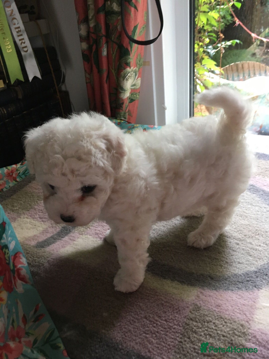 Bichon Frise dogs for stud: kc registered bichon frise for stud in Southampton - Image 9