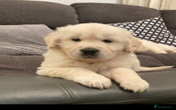 Golden Retriever dogs for sale: HEALTH CHEKED DNA TESTED - Image 1