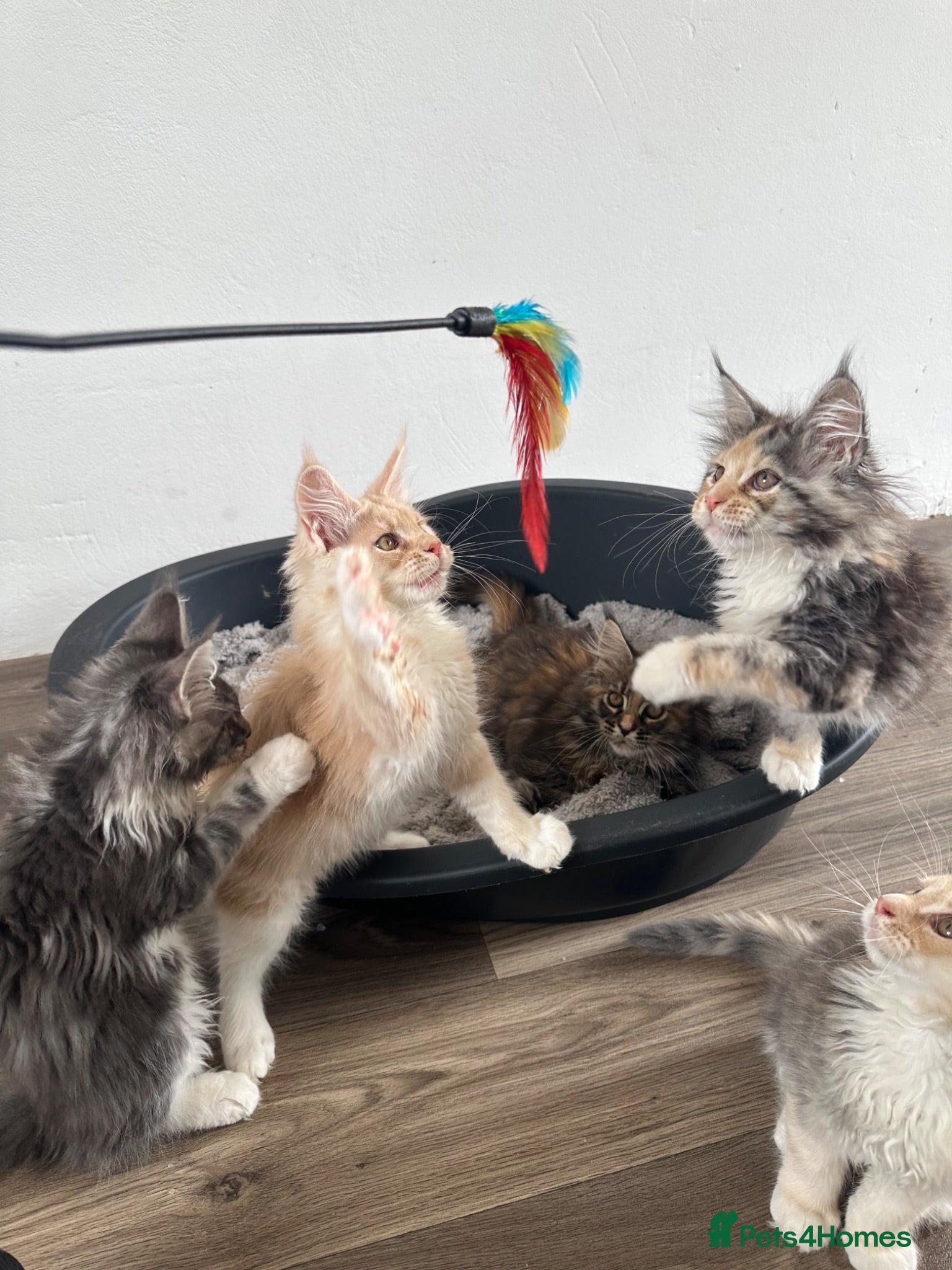 Maine Coon cats READY TO LEAVE - Beautiful GCCF Registered Kittens - Advert 2