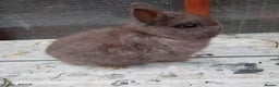 Netherland Dwarf rabbits for sale: Netherland dwarf rabbits baby's 1 left  - Advert 2