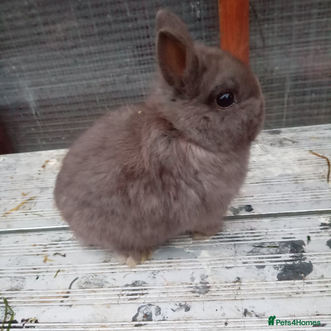 Netherland Dwarf rabbits for sale: Netherland dwarf rabbits baby's 1 left  - Advert 2