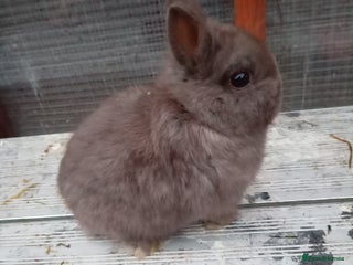 Netherland Dwarf rabbits Netherland dwarf rabbits baby's 1 left - Advert 21
