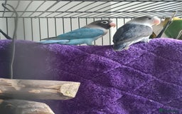 Lovebirds birds for sale: Fishers Lovebirds  - Image 7