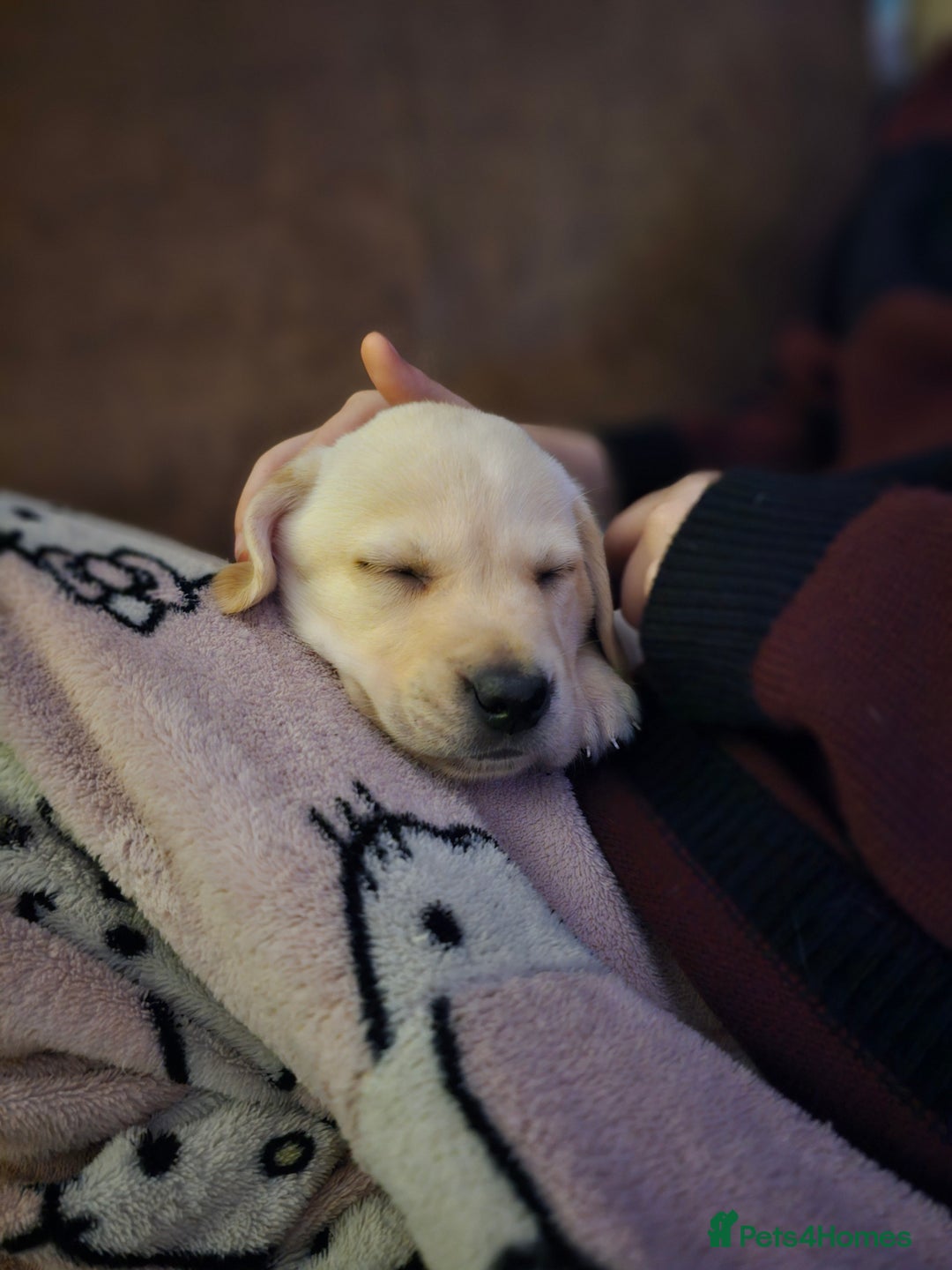 Labrador Retriever dogs for sale: 🐾 Labrador Puppies – Ready Early January 🐾 - Advert 20