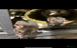 Rat rodents for sale: 3 female rats  - Image 8