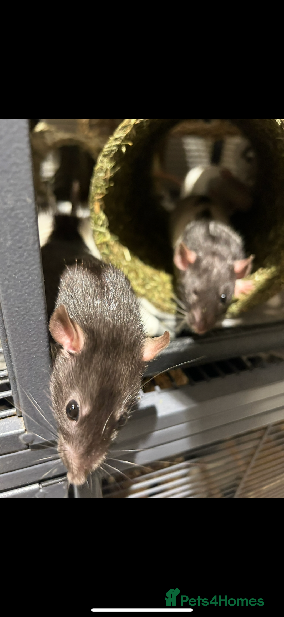 Rat rodents for sale: 3 female rats  - Image 8
