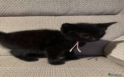 Mixed Breed cats for sale: Beautiful Kittens - Image 7