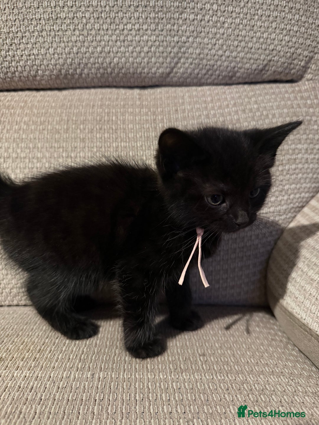 Mixed Breed cats for sale: Beautiful Kittens - Image 7