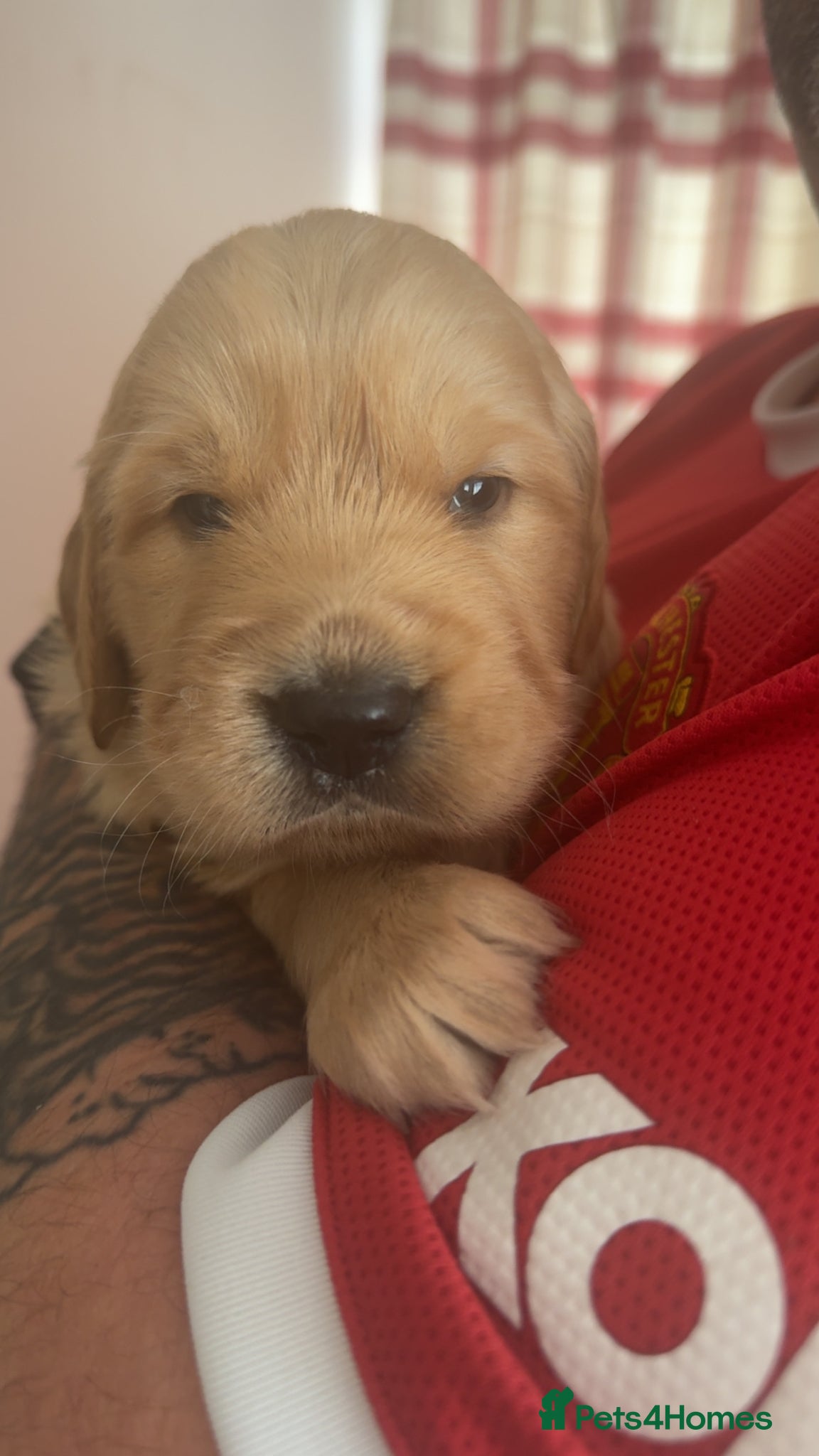 Golden Retriever dogs Pedigree Golden Retriever Puppies  - Advert 5