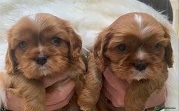 Cavalier King Charles Spaniel dogs for sale: Top Quality Cavalier Babies - Advert 2