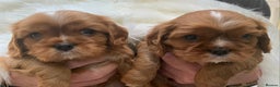 Cavalier King Charles Spaniel dogs for sale: Top Quality Cavalier Babies - Advert 2