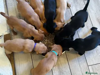 Labrador Retriever dogs Labrador puppies available,Black/Red KC registered - Advert 18