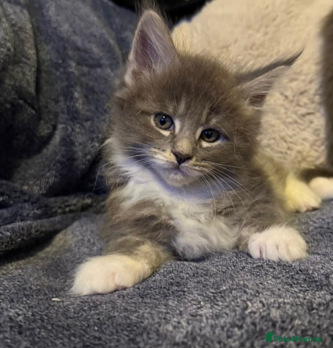 Maine Coon cats for sale: Full Maine coon kittens available  - Advert 24
