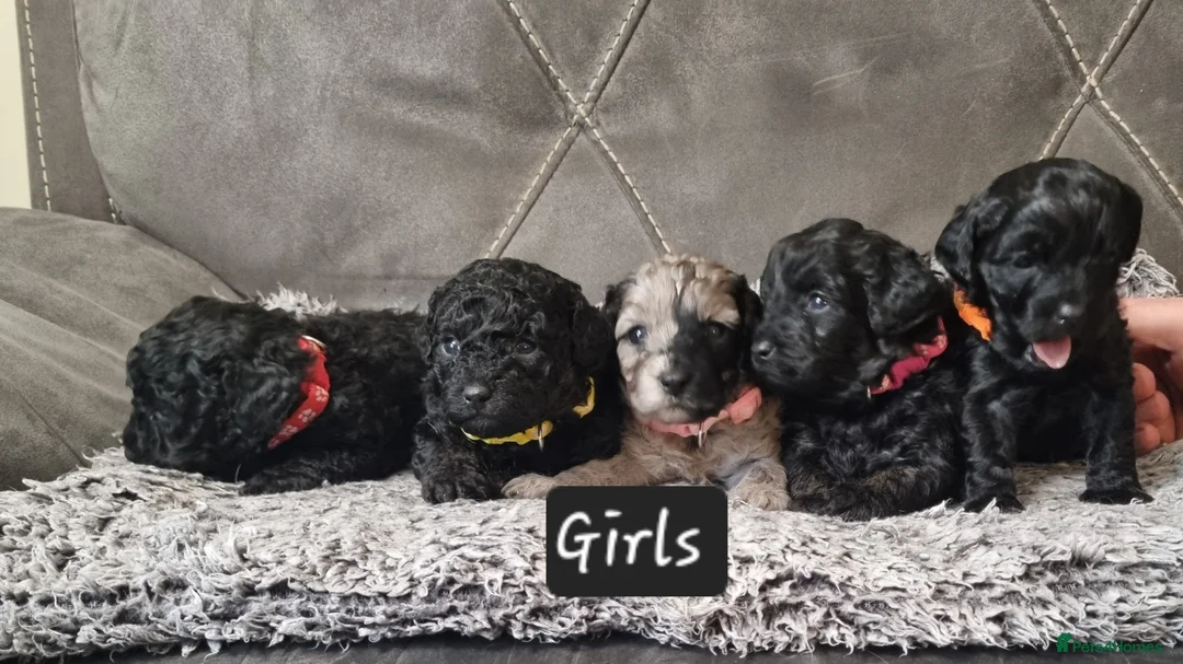 Cavapoo dogs for sale: Cavapoo f1b puppies  - Advert 1