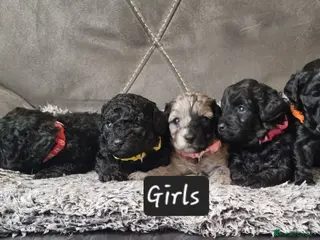 Cavapoo dogs Cavapoo f1b puppies - Advert 2