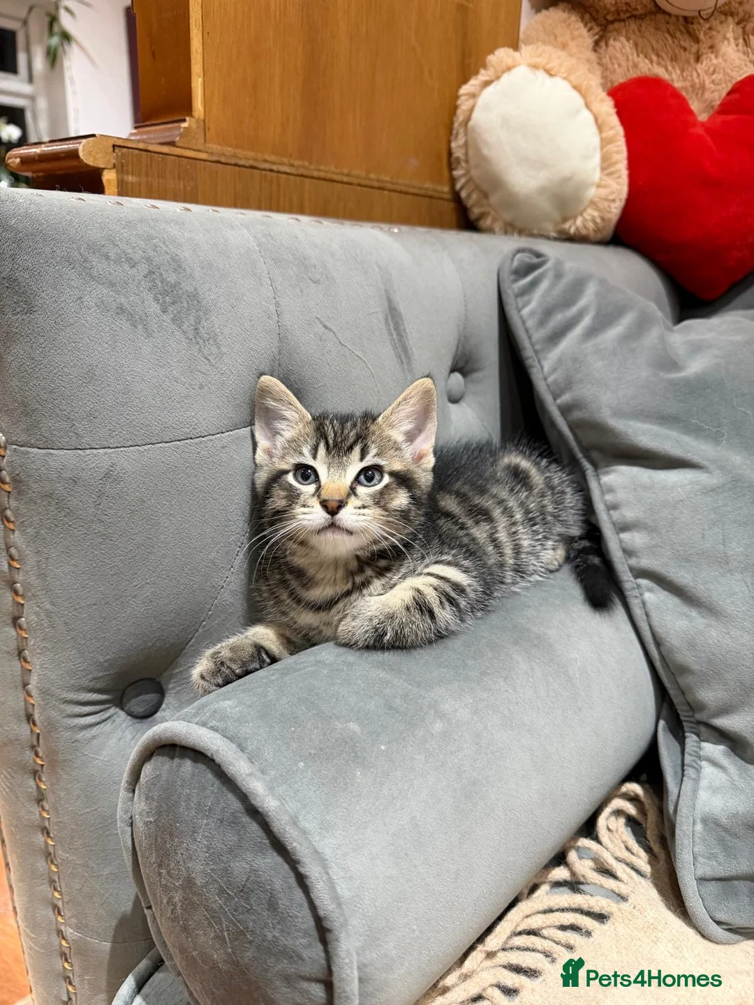 Mixed Breed cats for sale: Kittens - Advert 7