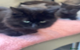 British Shorthair cats for sale: Beautiful kittens for sale - Image 11