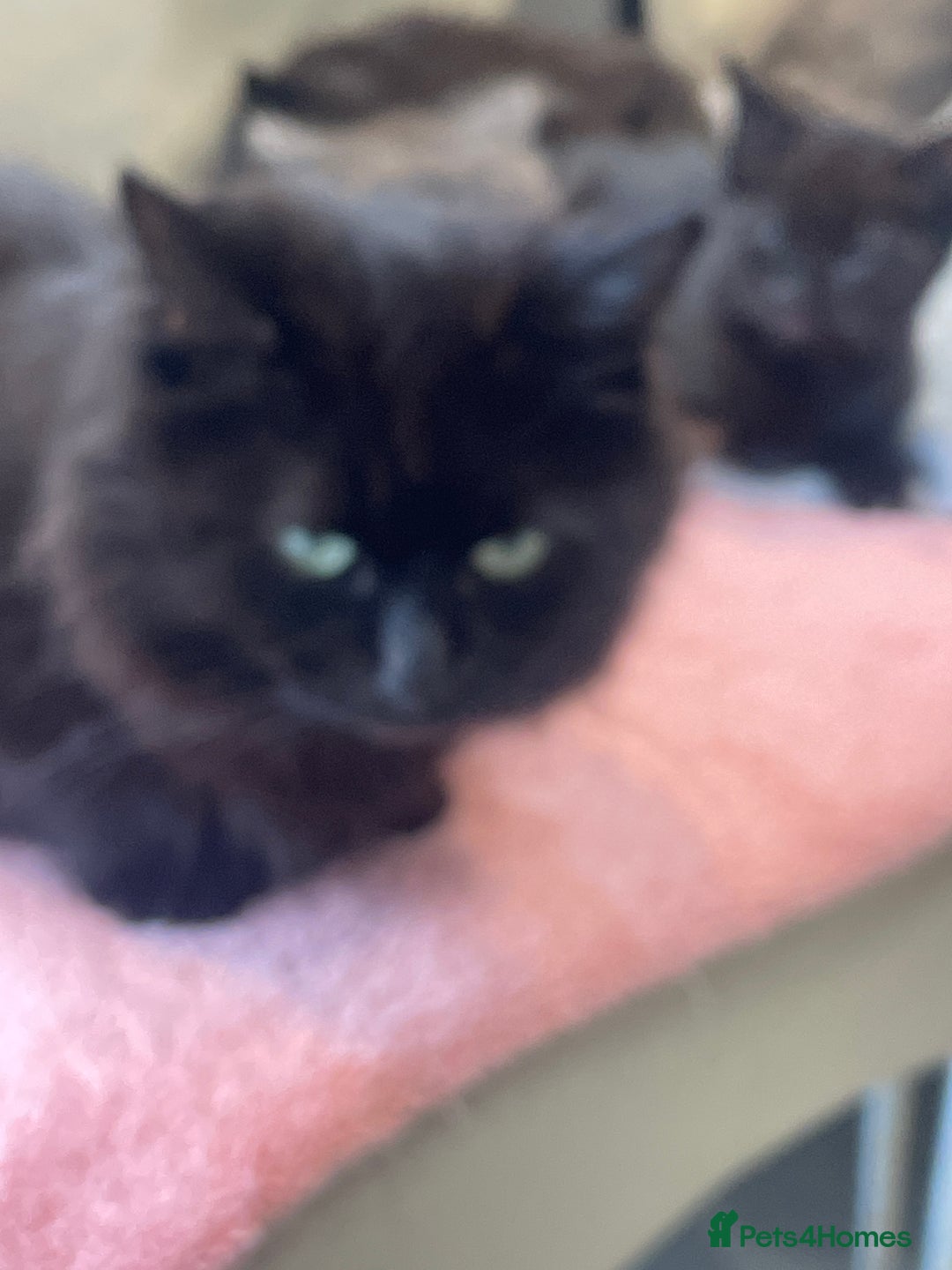 British Shorthair cats for sale: Beautiful kittens for sale - Image 11