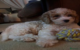 Cavapoochon dogs for sale: 1 beautiful Cavapoochon girls ready now - Image 2