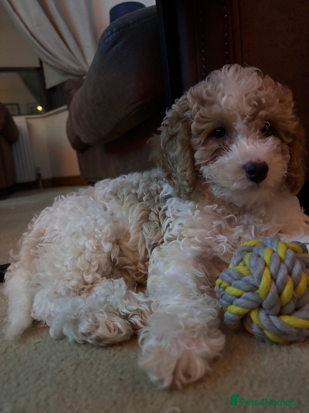 Cavapoochon dogs for sale: 1 beautiful Cavapoochon girls ready now - Image 2