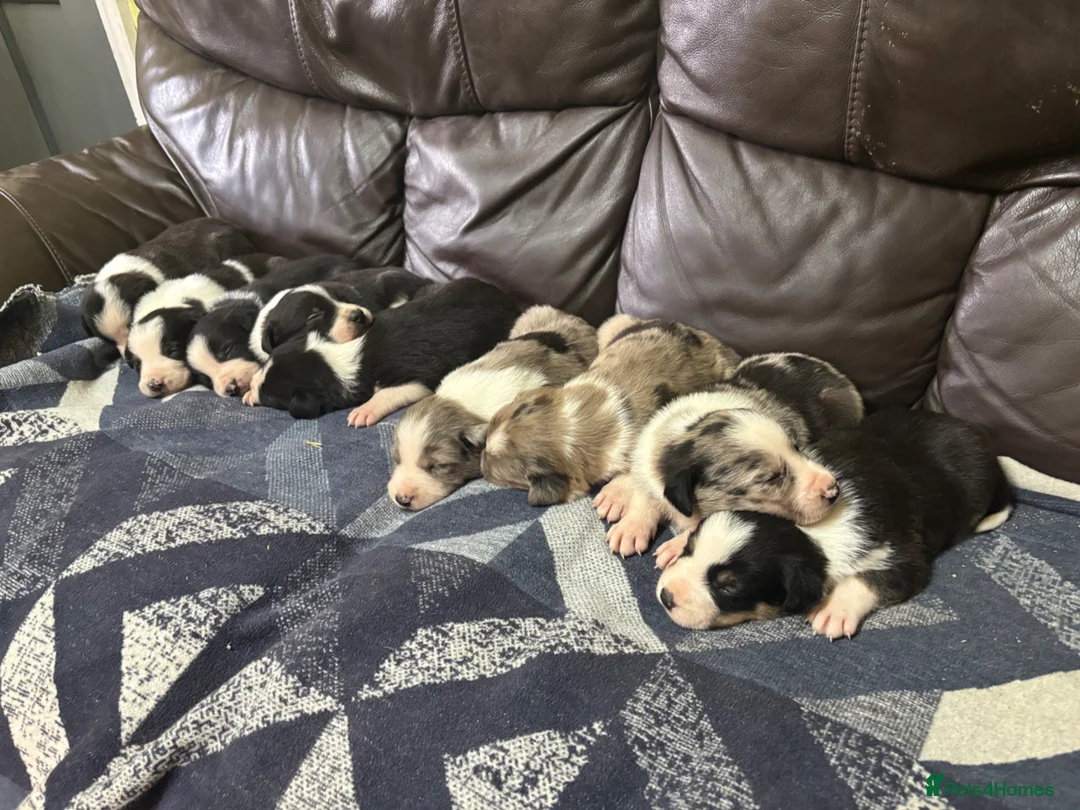 Border Collie dogs for sale: Working Border collie puppies  - Advert 24