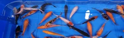 Koi Carp fish for sale: 4 to 5 inch Koi Carp mix pond fish in Chorley - Advert 7