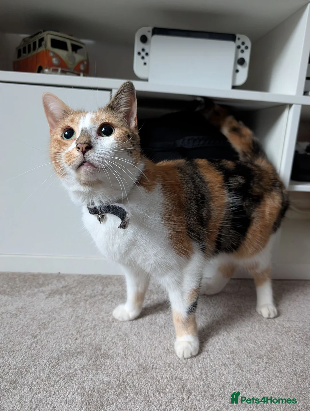 Mixed Breed cats for sale: Sister Siamese x short domestic in Rotherham - Advert 2