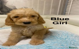 Labradoodle dogs for sale:  Australian Labradoodles Show Cocker Spaniel - Image 5