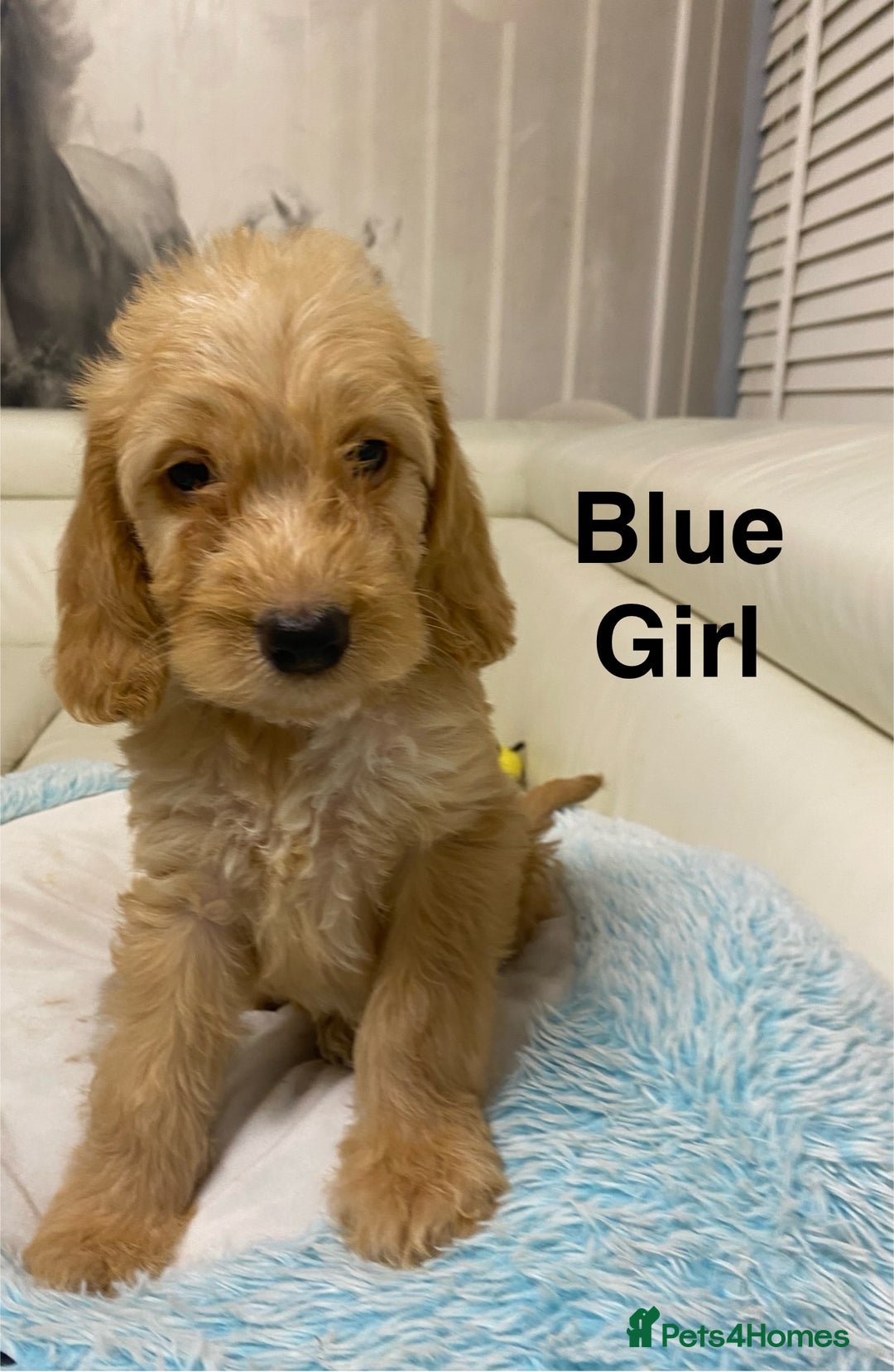 Labradoodle dogs for sale:  Australian Labradoodles Show Cocker Spaniel - Image 5