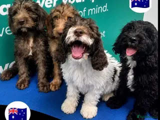 Australian Labradoodle dogs ⭐️Reduced⭐️all ready now Australian labradoodle - Advert 3