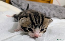 Mixed Breed cats for sale: 4 stunning kittens  - Image 23