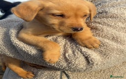 Labrador Retriever dogs for sale: One little boy left  - Image 1