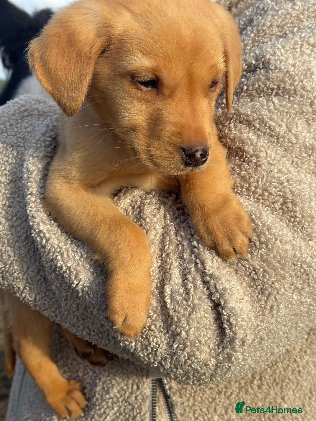 Labrador Retriever dogs for sale: One little boy left  - Image 1