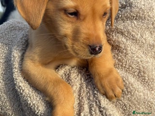 Labrador Retriever dogs - Advert 1