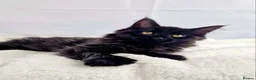Maine Coon cats for sale: TICA registered Stunning Big boys - Advert 15