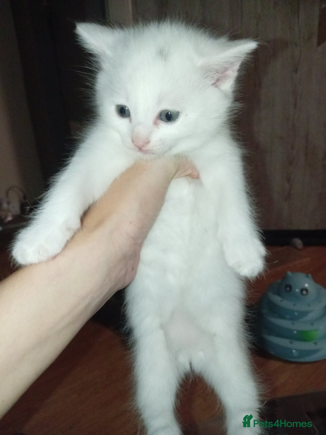 Mixed Breed cats for sale: Short hair white kitten for sale she is beautiful  - Advert 11