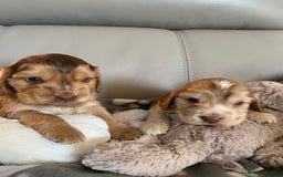 Cocker Spaniel dogs for sale: Health tested KC reg show type cocker spaniels  in Abergele - Image 3